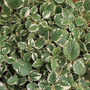 Plectranthus coleoides 'Variegata'