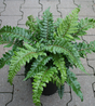 Polystichum polyblepharum