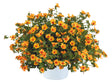Potted plant with orange flowers on a white background