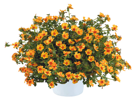 Potted plant with orange flowers on a white background