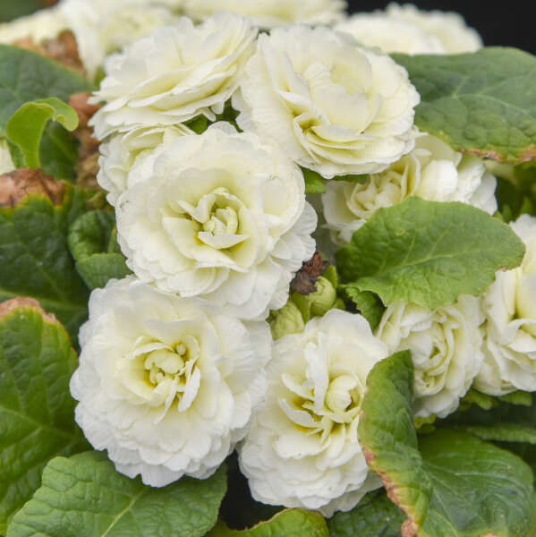 Primula Vulgaris Bouquet Perfect™ Spearmint