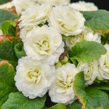 Primula Vulgaris Bouquet Perfect™ Spearmint