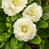 Primula Vulgaris Bouquet Perfect™ Spearmint