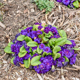 Primula Vulgaris Bouquet Perfect 'Violetta'