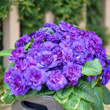 Primula Vulgaris Bouquet Perfect 'Violetta'