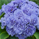 Primula Vulgaris Bouquet Perfect 'Watercolors Blue'