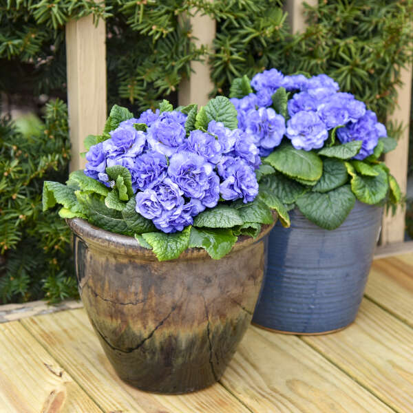 Primula Vulgaris Bouquet Perfect 'Watercolors Blue'