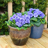 Primula Vulgaris Bouquet Perfect 'Watercolors Blue'