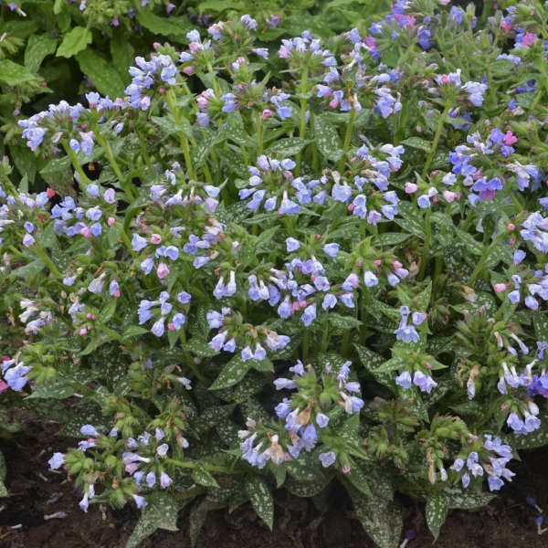 Pulmonaria 'Twinkle Toes'