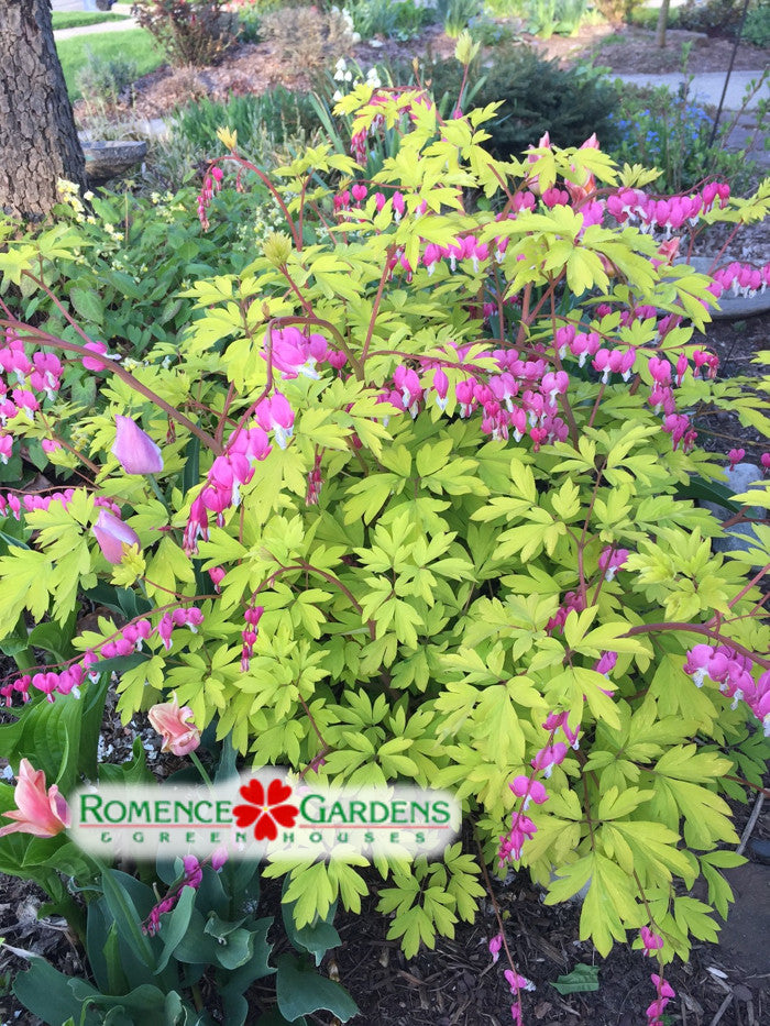 Dicentra spectabilis 'Gold Heart'