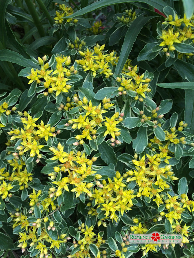 Sedum kamtschaticum 'Variegatum'