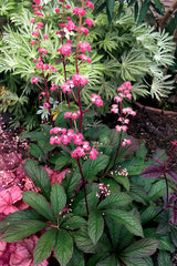 Rodgersia 'Bronze Peacock'