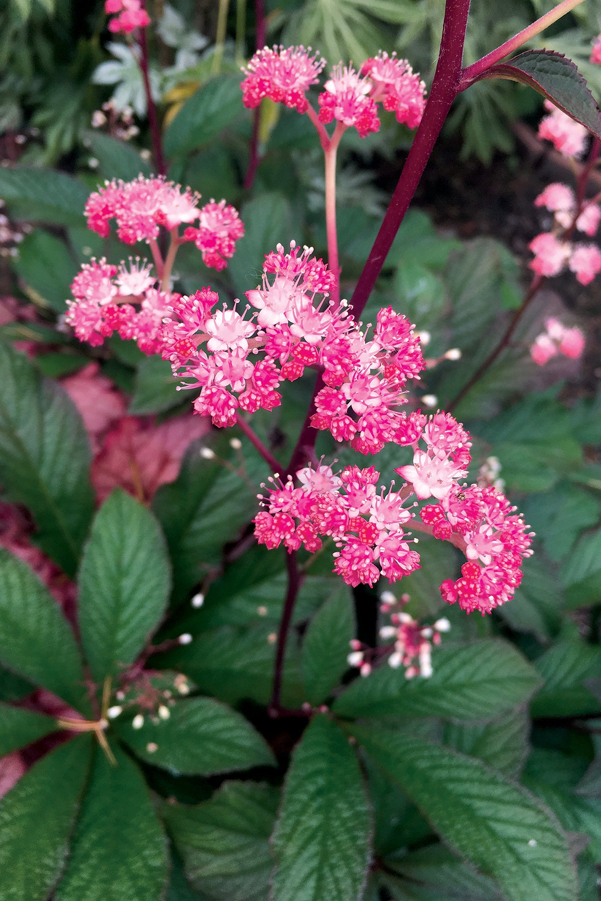Rodgersia 'Bronze Peacock'
