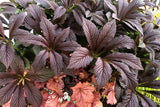 Rodgersia 'Bronze Peacock'