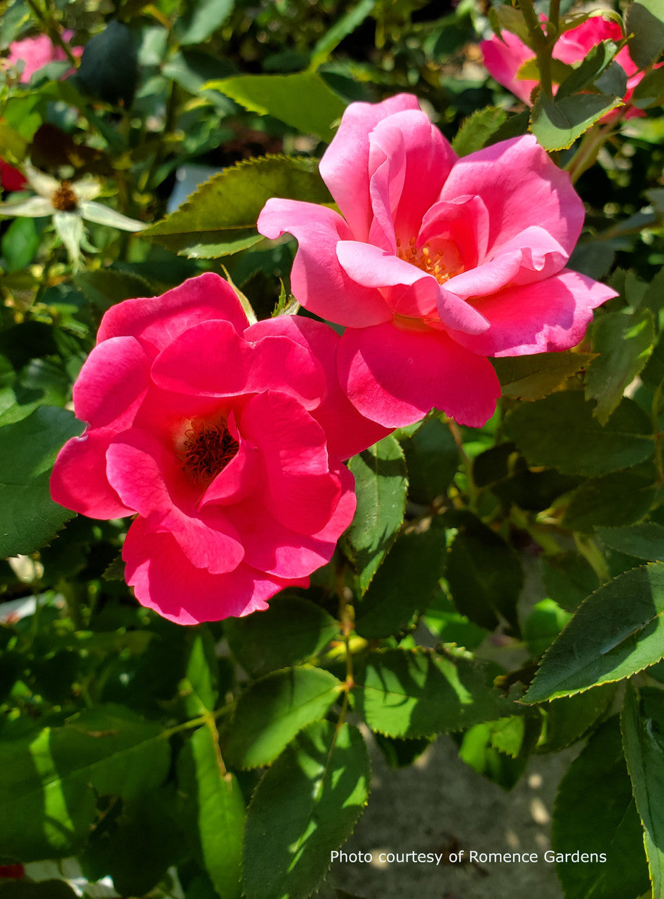 Rosa 'Pink Knock Out®' – Romence Gardens & Greenhouses