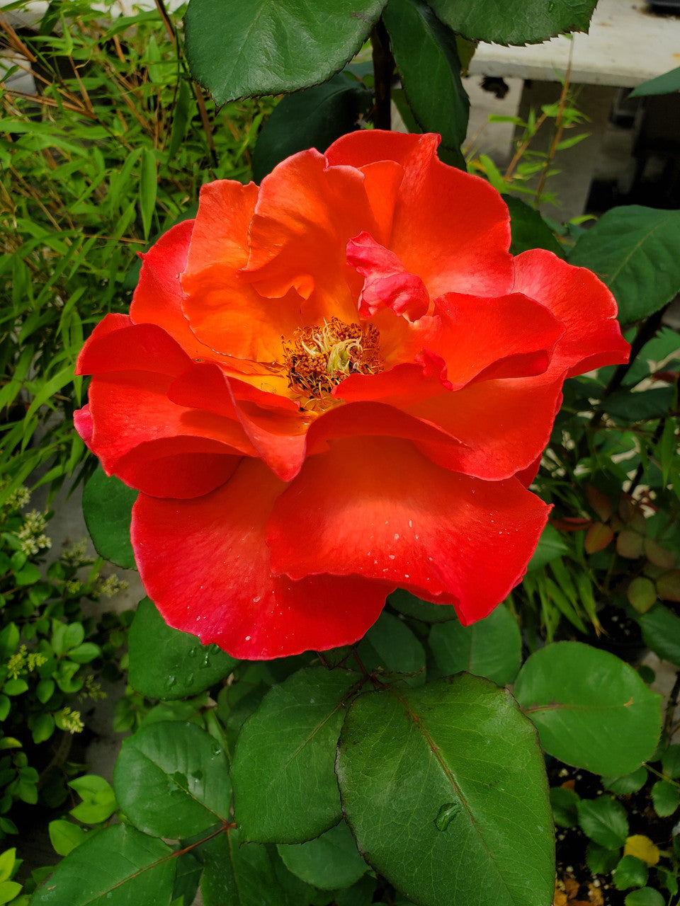 Rosa  'Sedona®'