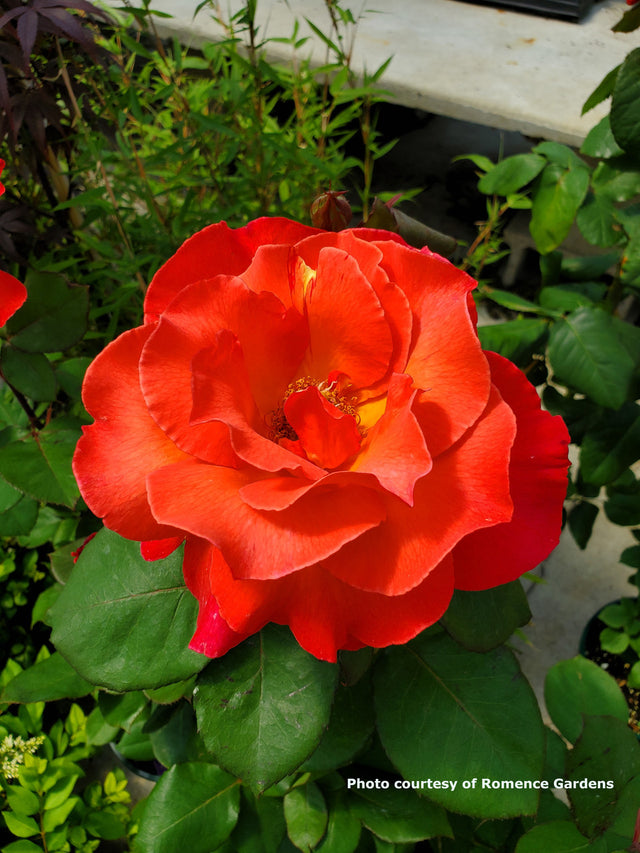 Rosa  'Sedona®'