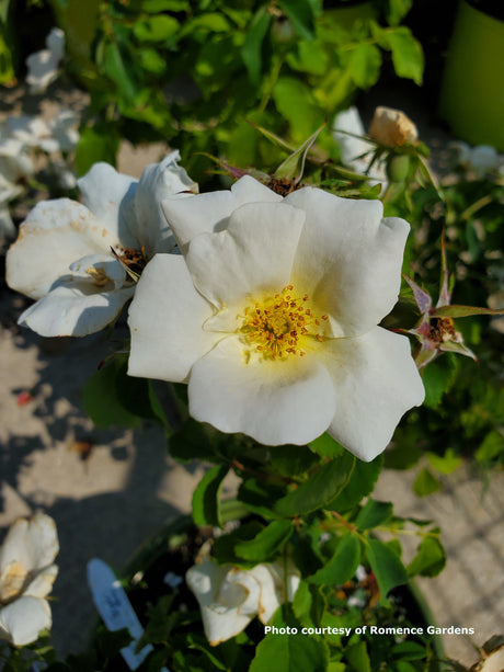 Rosa 'White Knock Out®'