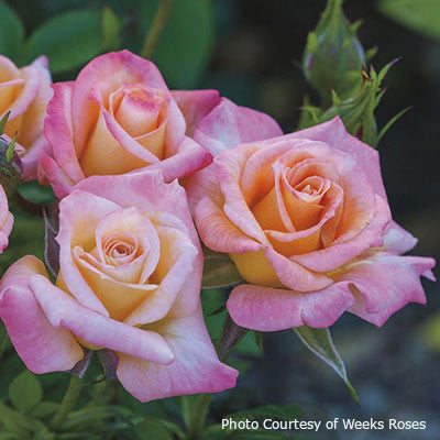 Rosa  'Cutie Pie™'