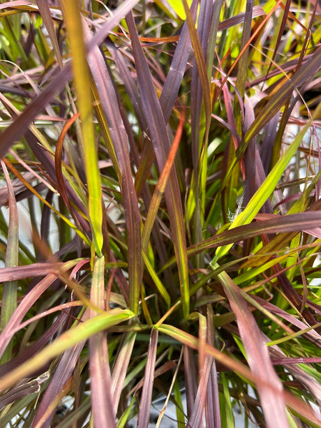 Close-up of purple and green grasses