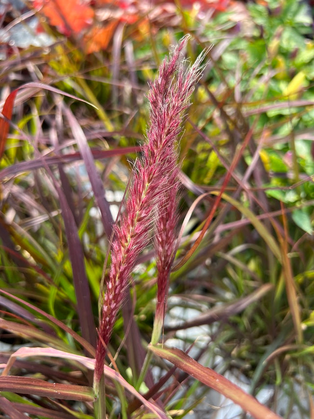 Purple grass with a blurred natural background