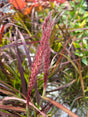 Purple grass with a blurred natural background