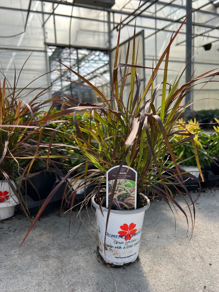 Potted plant with a label in a greenhouse setting
