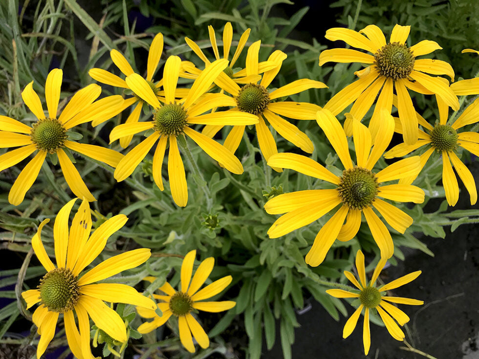 Rudbeckia 'Green Eyed Lady'