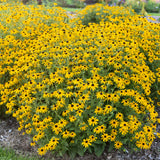 Rudbeckia Hybrid 'Treasure Trove'