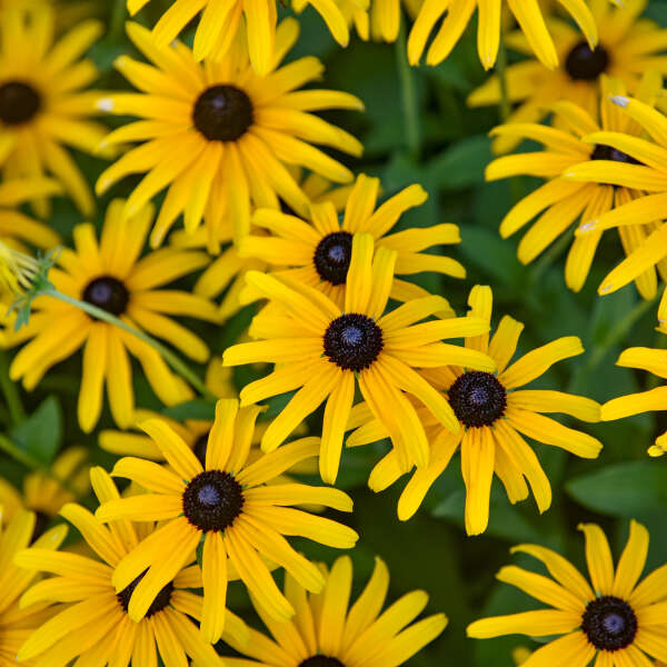 Rudbeckia Hybrid 'Treasure Trove'
