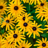 Rudbeckia Hybrid 'Treasure Trove'