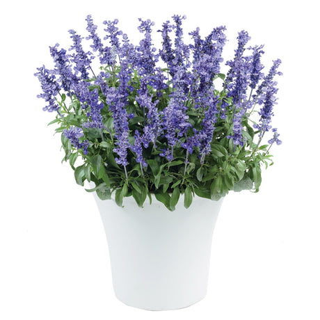 Potted plant with purple flowers and green leaves on a white background