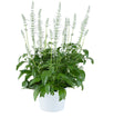 Potted plant with green leaves and white flowers on a white background