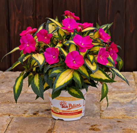 Impatiens Sunpatiens® Compact Tropical Rose pot