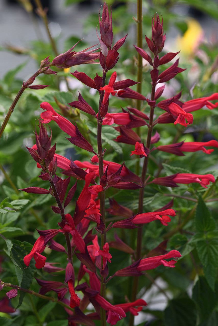 Salvia splendens 'Roman Red' bloom