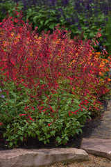 Salvia splendens 'Roman Red' landscape