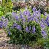 Salvia Hybrid Living Large™ 'Big Sky'