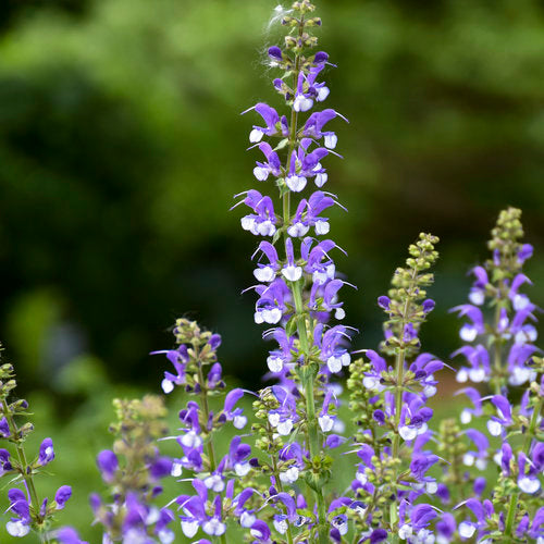 Salvia Hybrid Color Spires® 'Azure Snow'