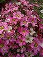 Saxifraga x arendsii 'Touran™ Pink'