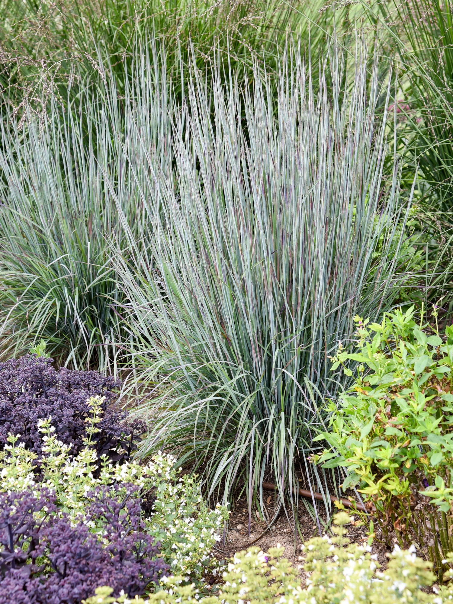 Picture of a blue green grass.