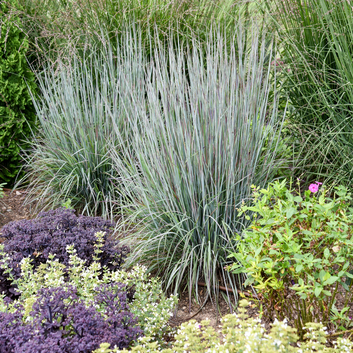 Picture of a blue green grass.