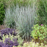 Picture of a blue green grass.