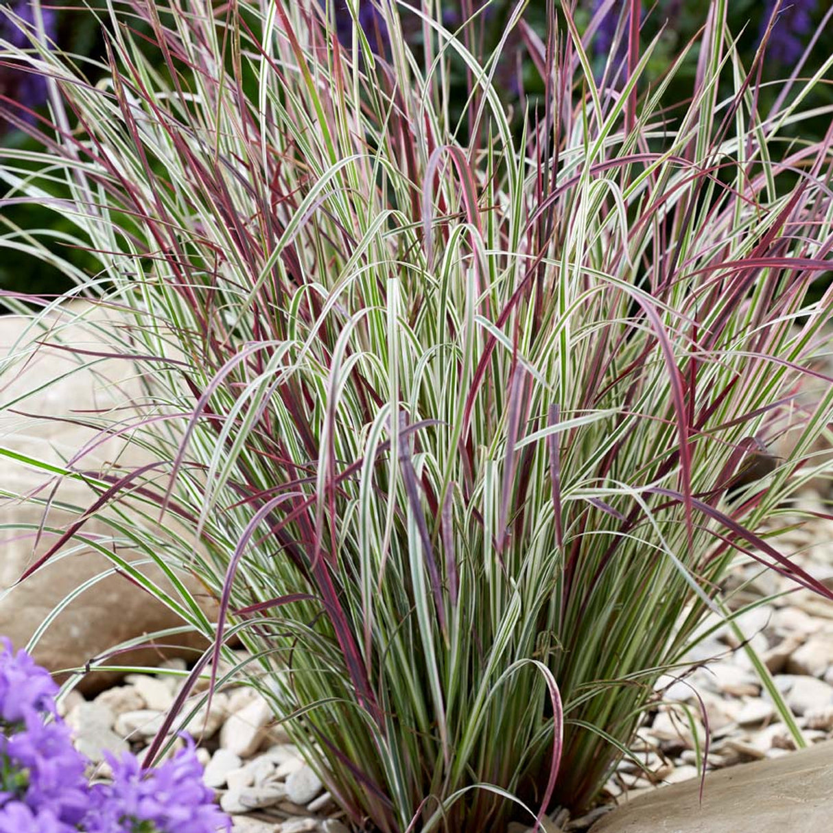 Schizachyrium Scoparium 'Chameleon'