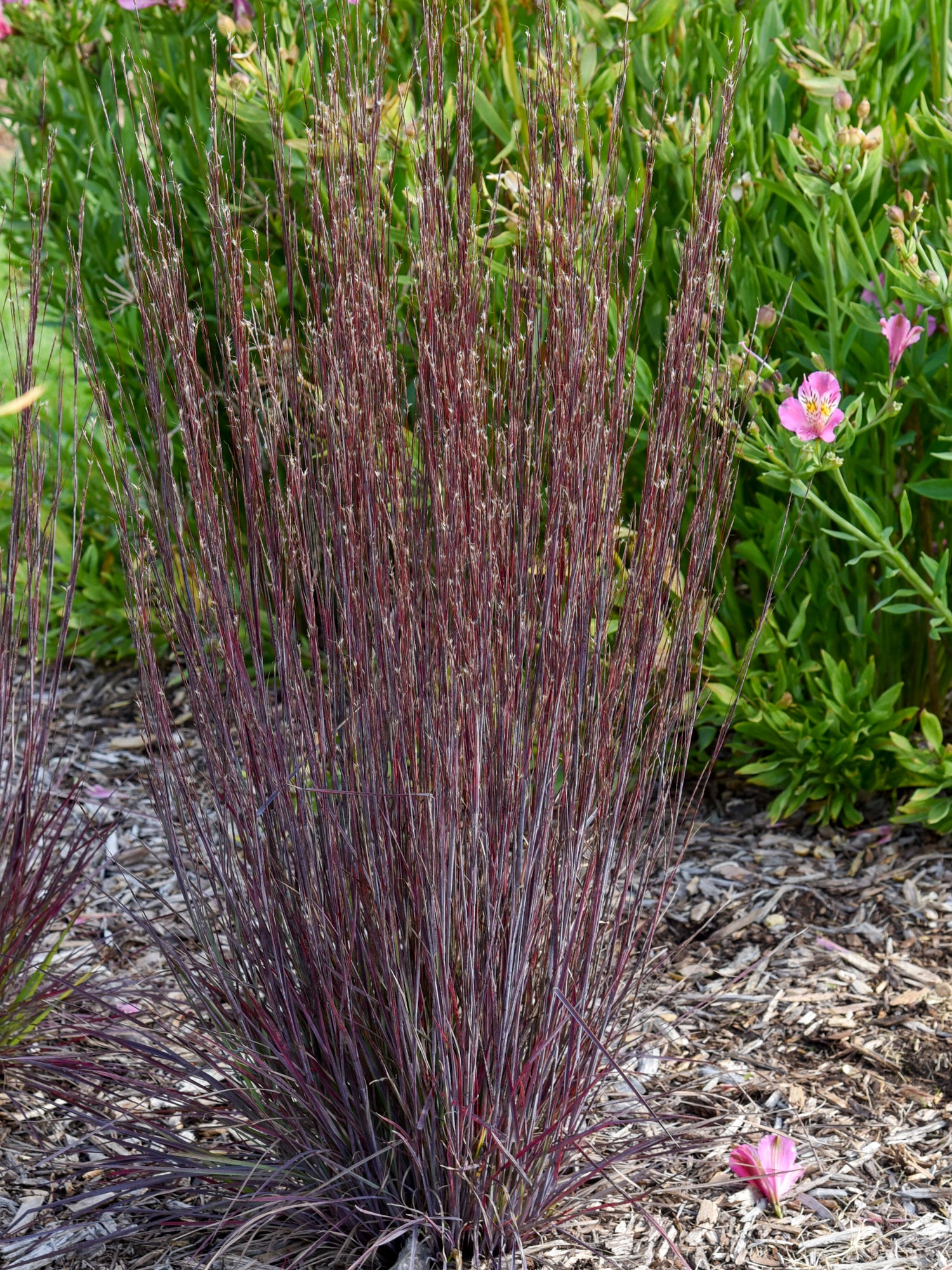 cinnamon for garden plants Schizachyrium Scoparium 'Cinnamon Sticks'