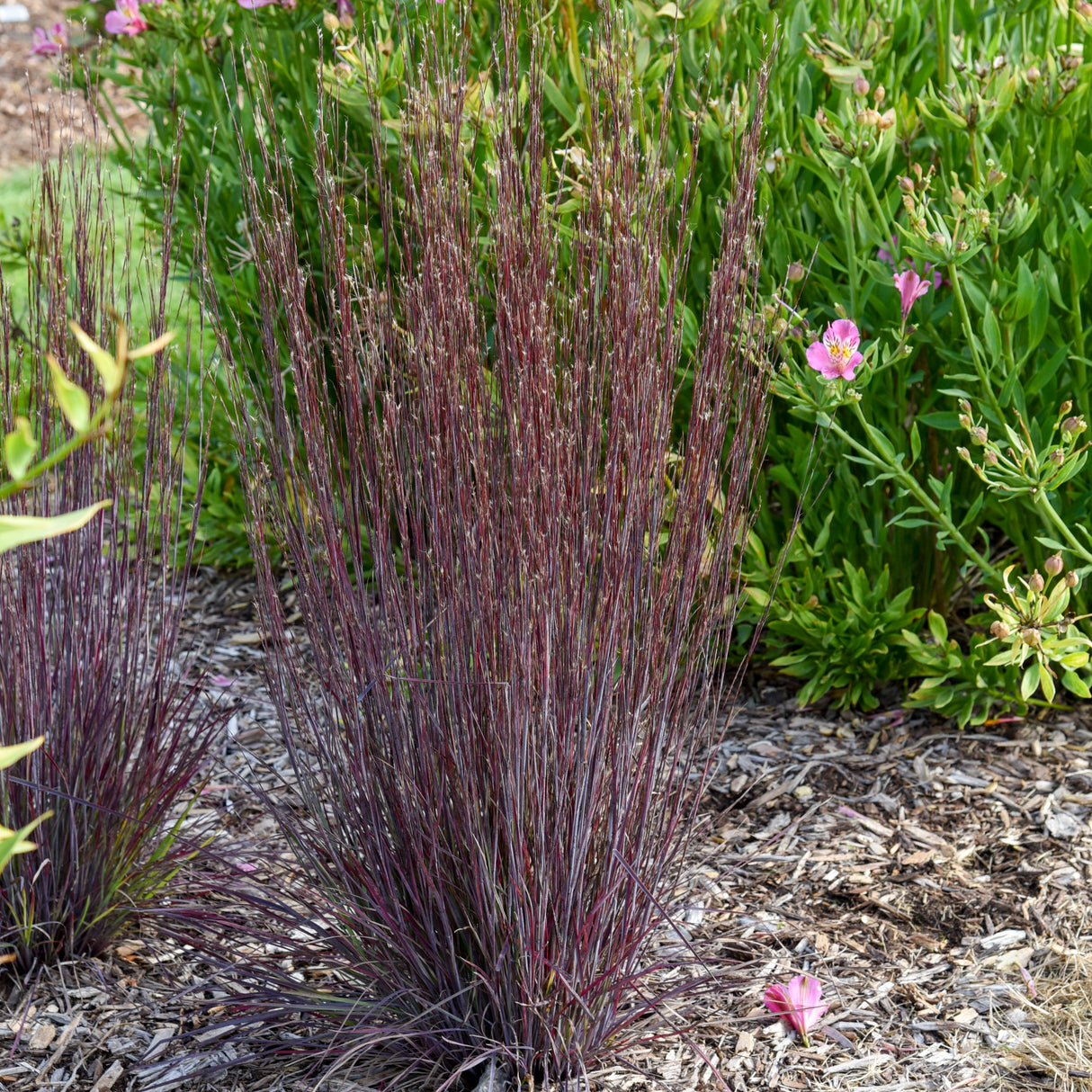 Schizachyrium Scoparium 'Cinnamon Sticks'