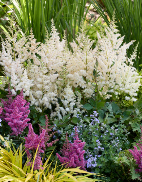 Astilbe chinensis 'Visions in White Delight'