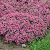 Sedum Hybrid Rock 'N Round™ 'Popstar'