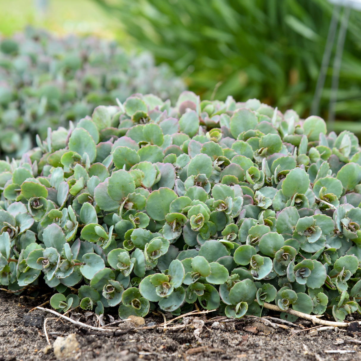 Sedum Hybrid Rock 'N Round™ 'Popstar'
