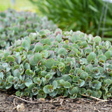 Sedum Hybrid Rock 'N Round™ 'Popstar'