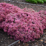 Sedum Hybrid Rock 'N Round™ 'Popstar'